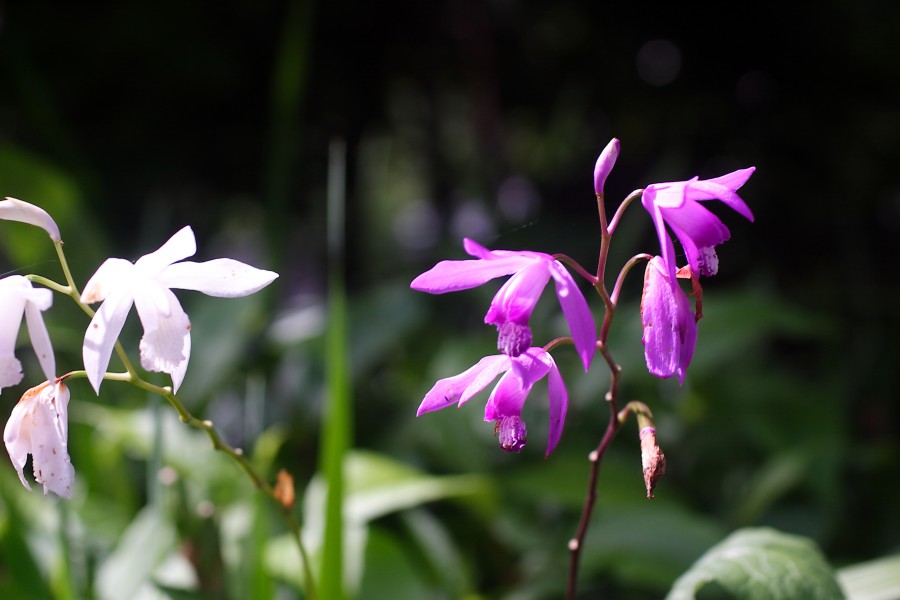 寒蘭-036　77-5H3　大観望×一茶　苗　交配種 寒蘭-036 77-5H3 大観望×一茶 苗 交配種