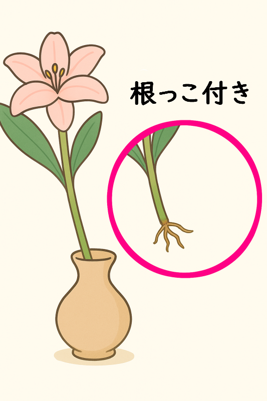 水揚げ法ー根っこ付きー画像
