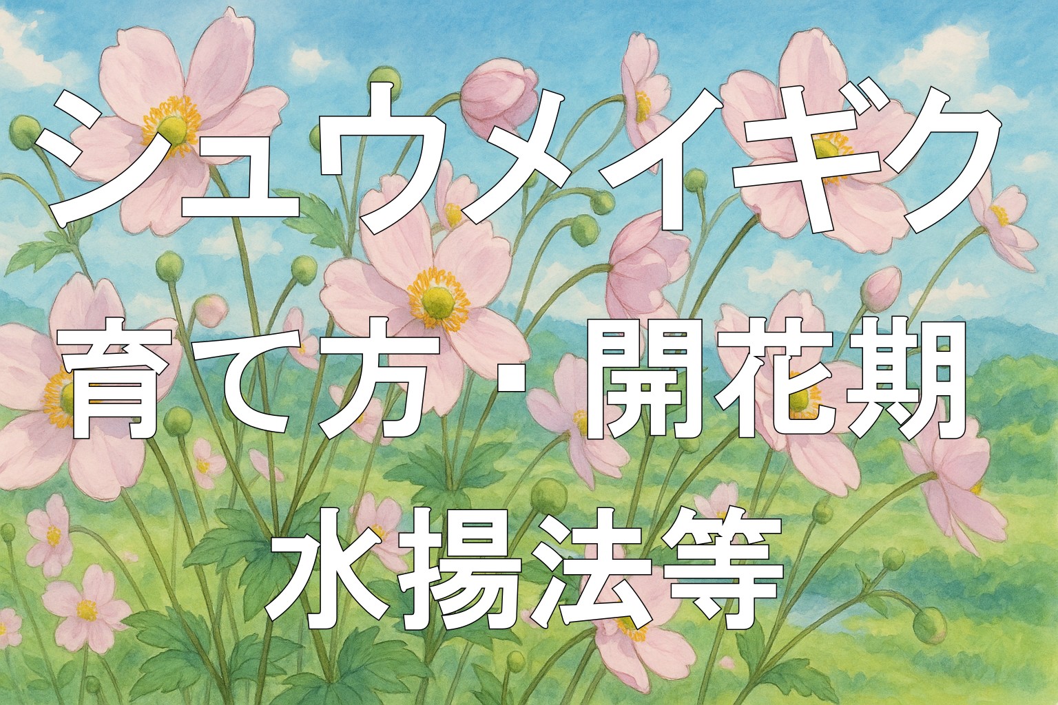 シュウメイギクアイキャッチ画像