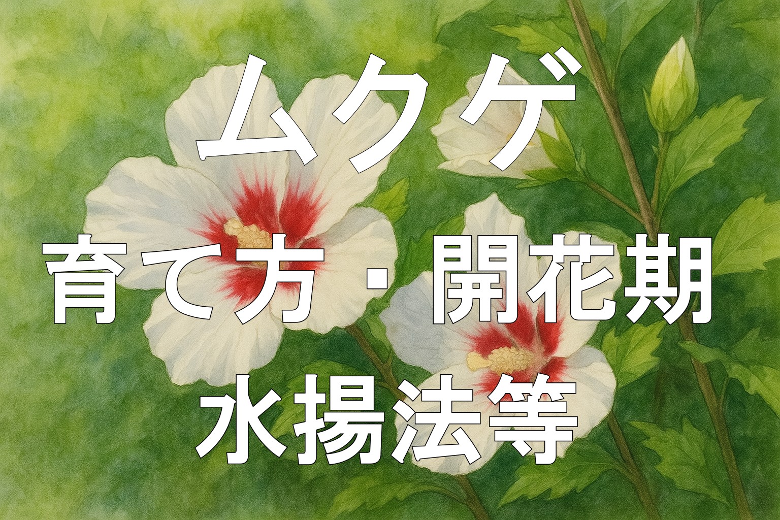 ムクゲアイキャッチ画像