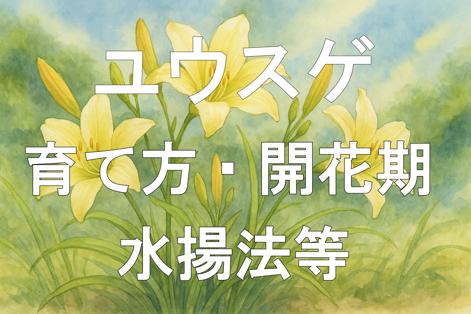 ユウスゲアイキャッチ画像