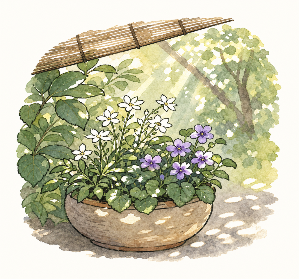 置き場所と育て方のワンポイントイラスト