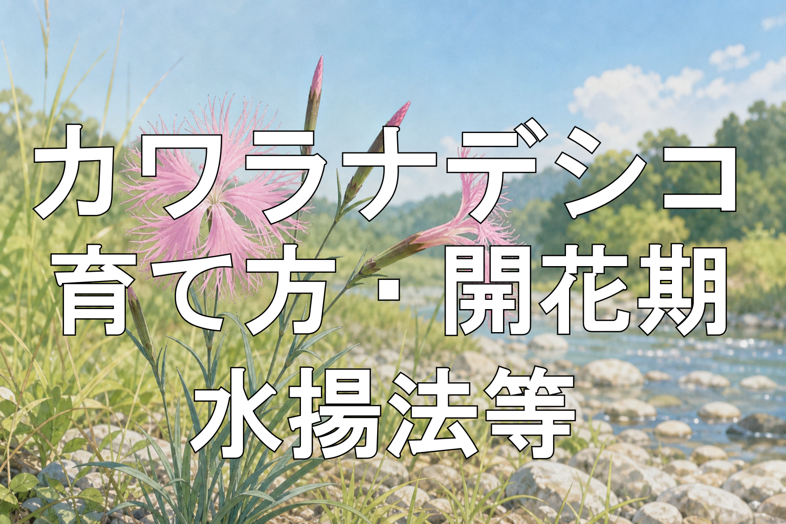 カワラナデシコアイキャッチ画像