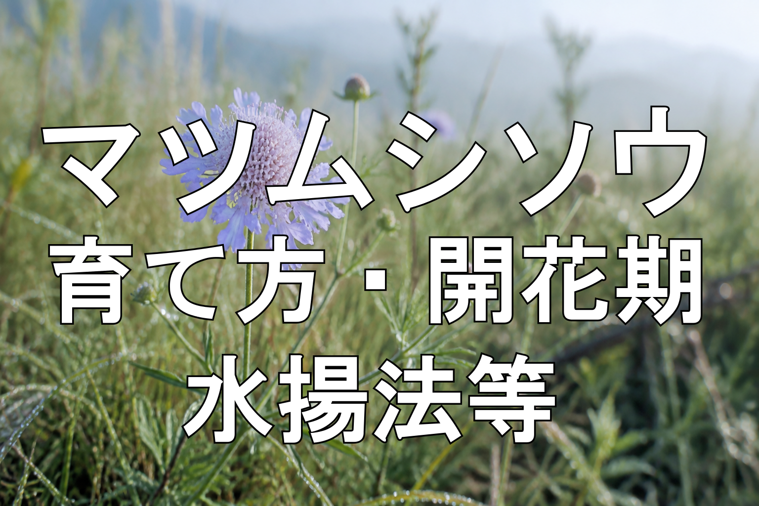 マツムシソウアイキャッチ画像