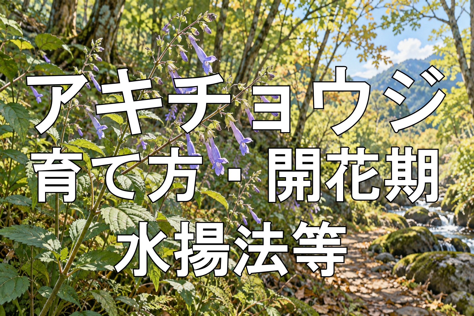 アキチョウジアイキャッチ画像