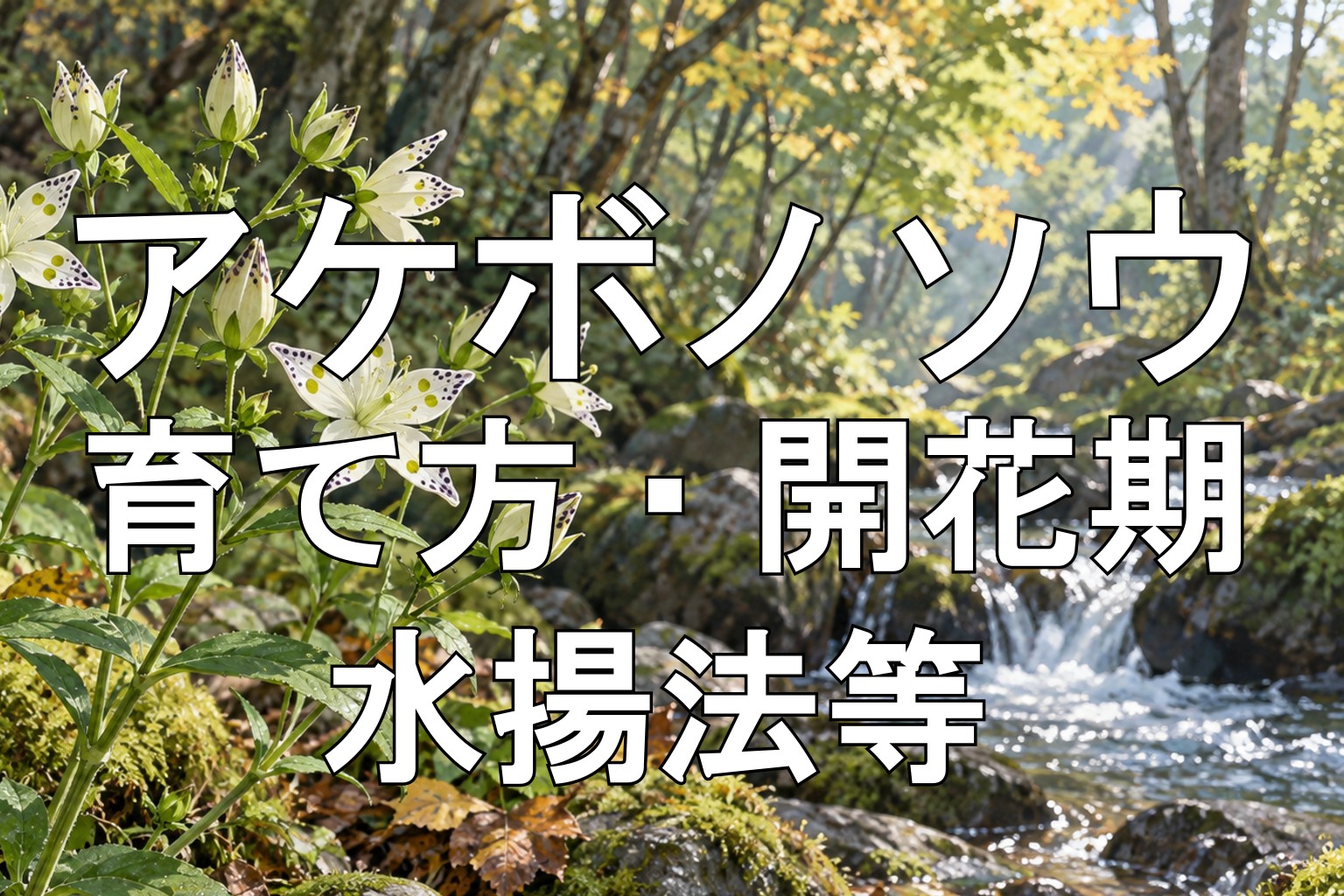 アケボノソウアイキャッチ画像
